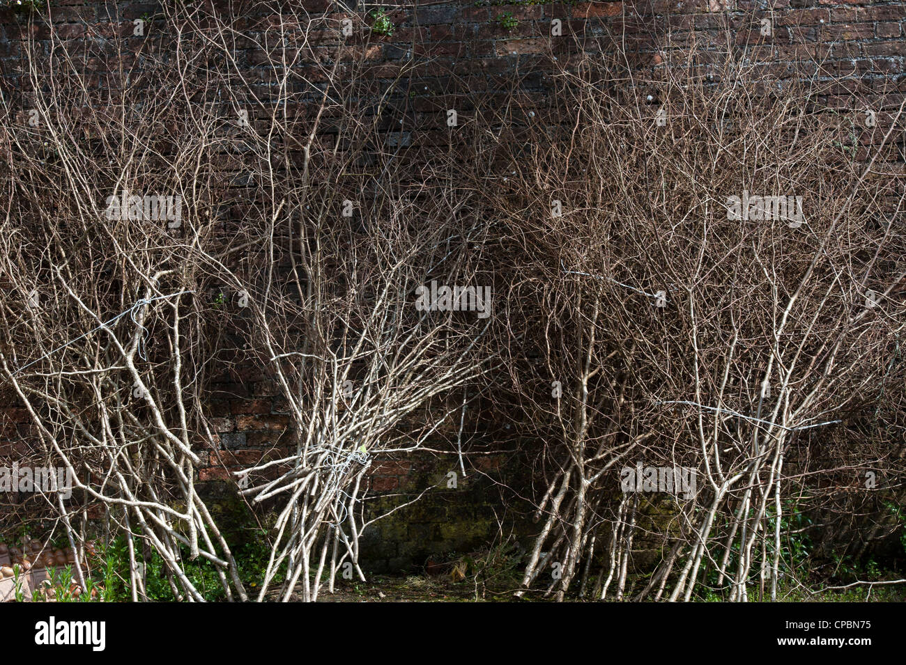 Cut Hazel Sticks lehnte sich gegen eine Wand in einem Garten. Großbritannien Stockfoto