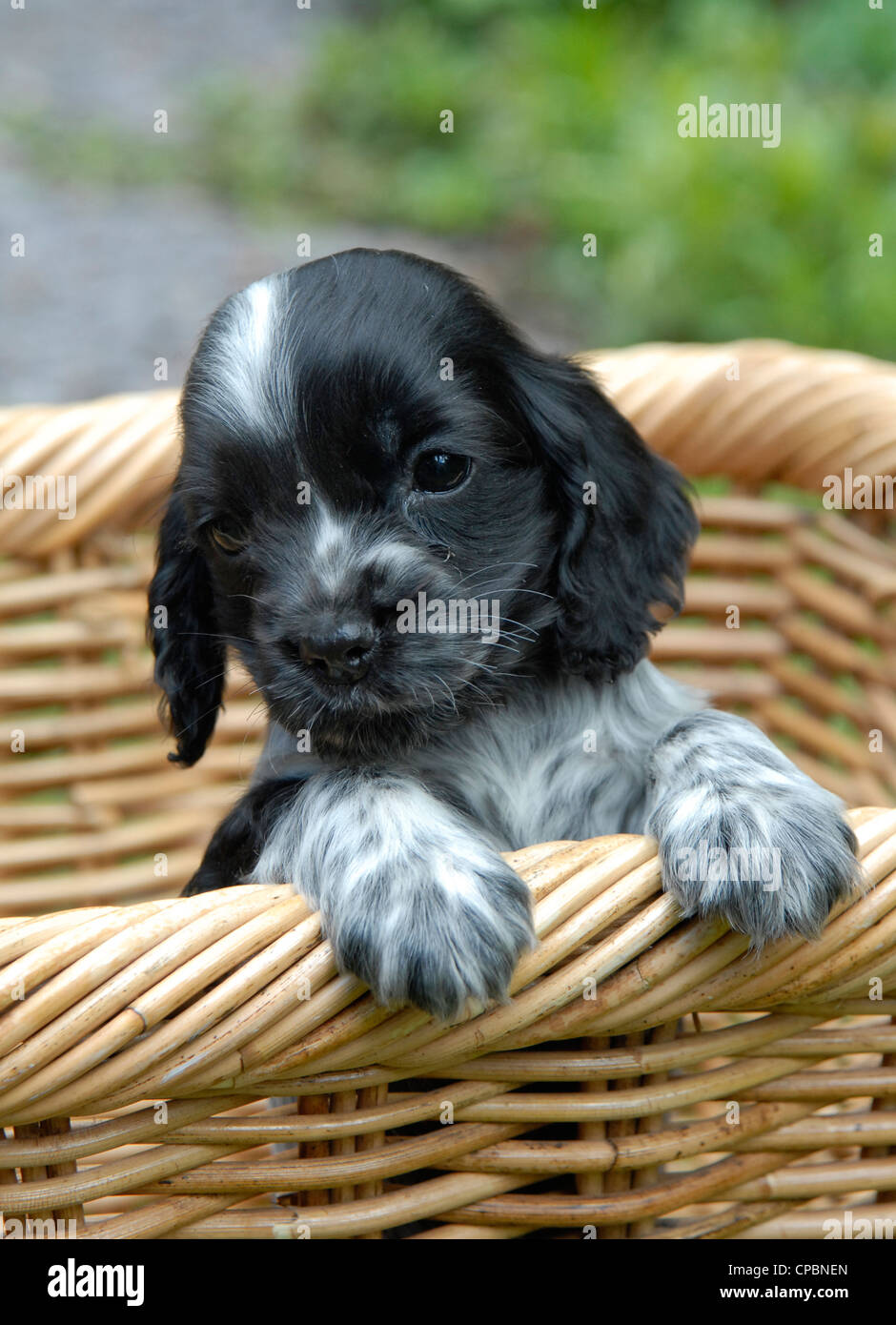 wallpapers Blue Roan Cocker Spaniel Images https www alamy de stockfoto neun wochen alte blue roan cocker spaniel welpe hundin in einem korb 48201517 html