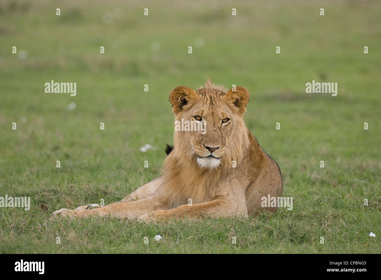 Junge männliche afrikanischen Löwen (Panthera Leo) in Masai Mara, Kenia Stockfoto