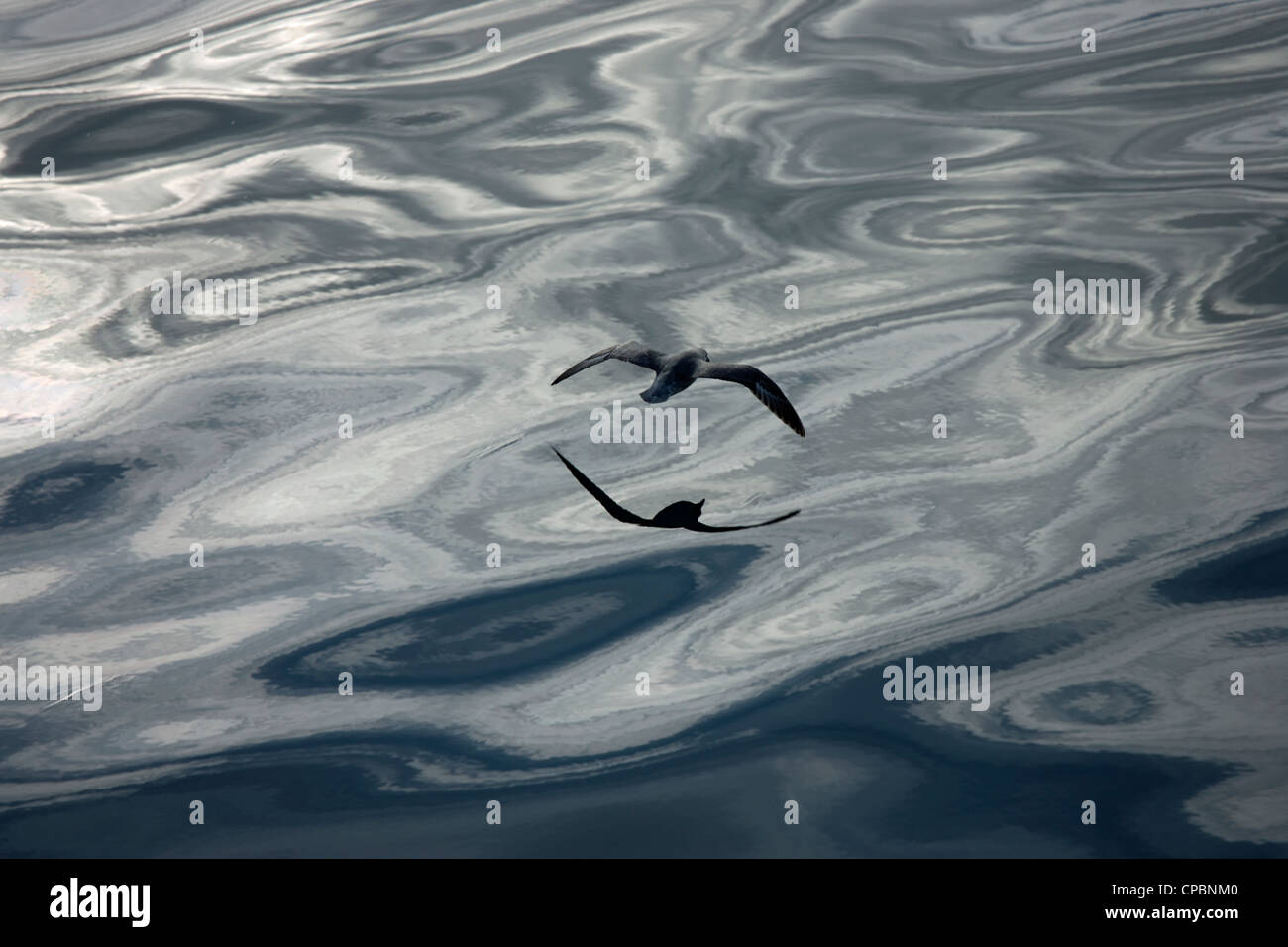 Fulmar Petrel (Fulmaris Cyclopoida) im Flug über Meer aus Svalbard (Spitzbergen), norwegische Arktis Stockfoto