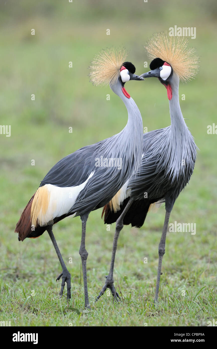 Zwei grau gekrönt Krane auf Balz. Stockfoto