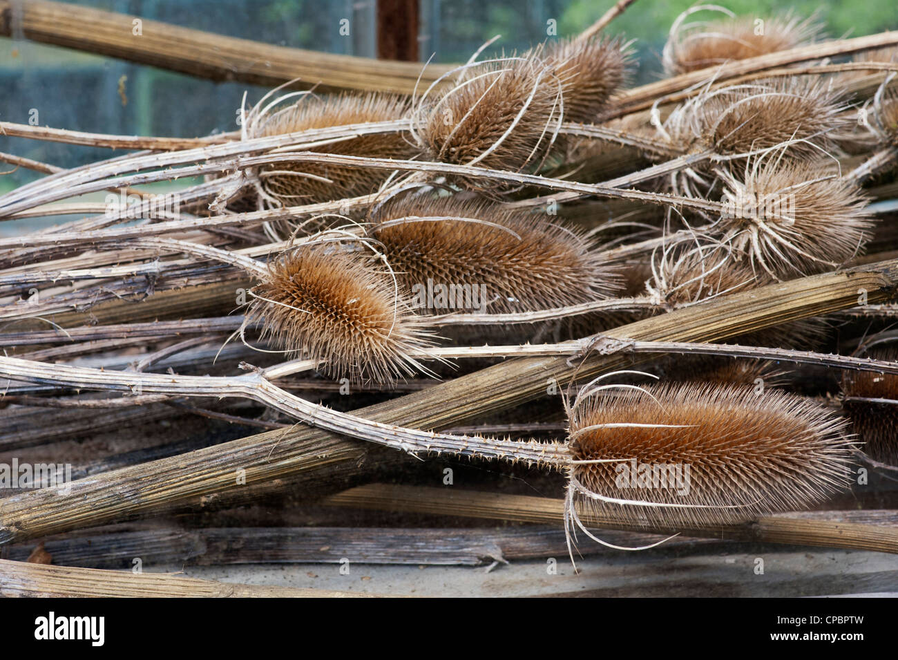 Dipsacus fullonum. Getrocknete karde Pflanzen im Gewächshaus Stockfoto