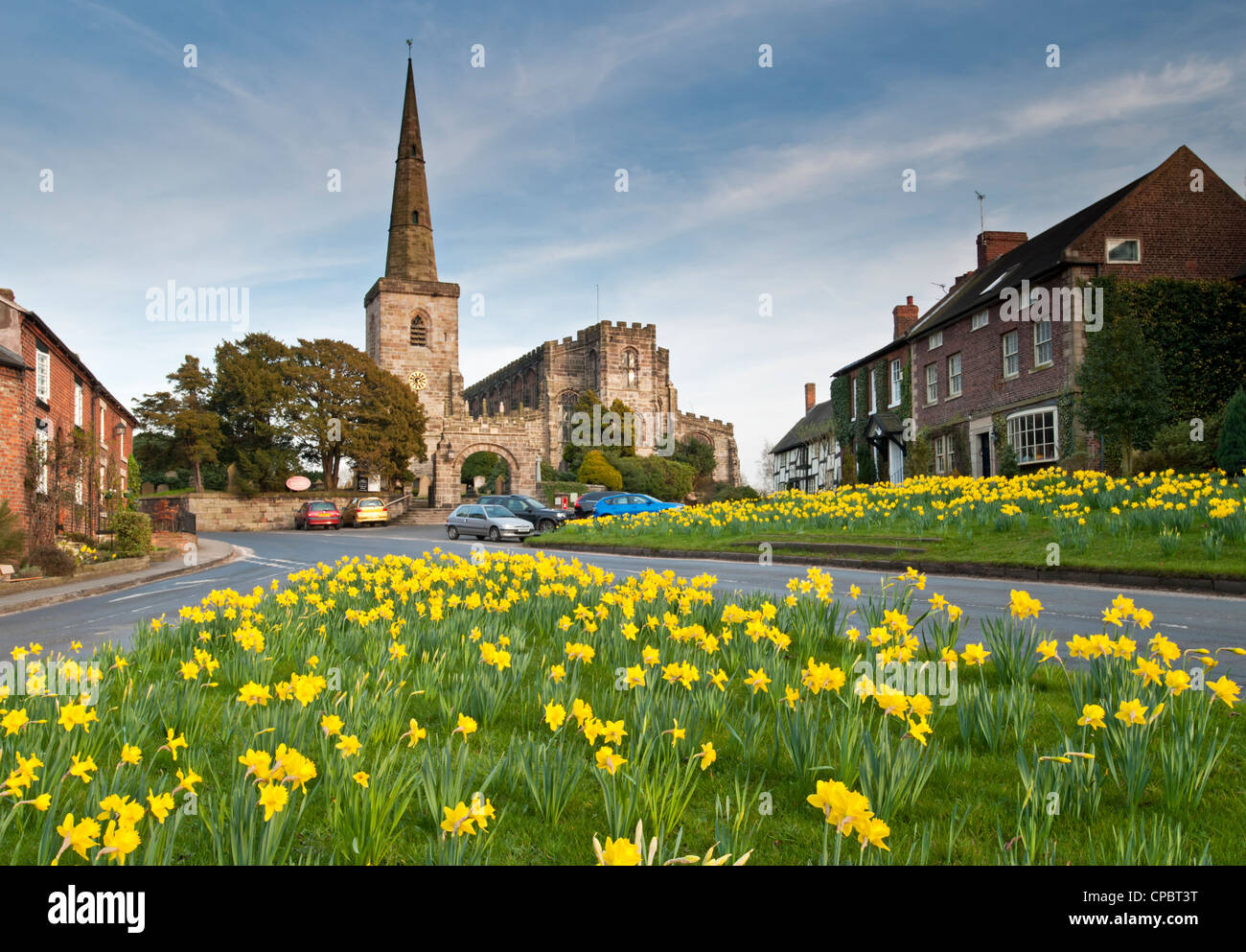 Narzissen auf dem Dorfplatz, Astbury, Cheshire, England, UK Stockfoto