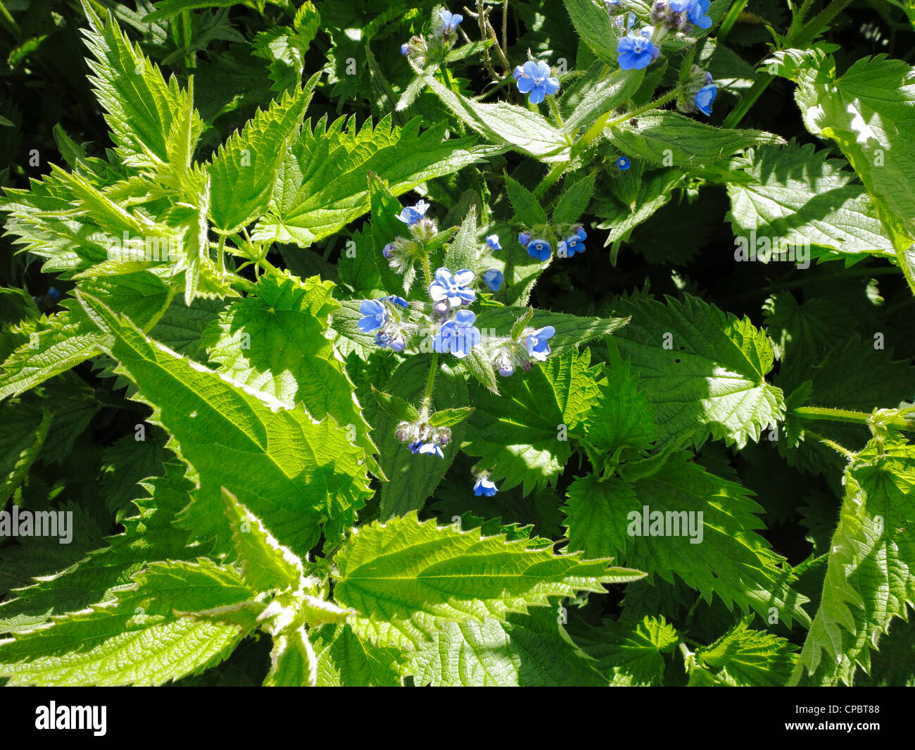 Grün Alkanet in Blüte Stockfoto