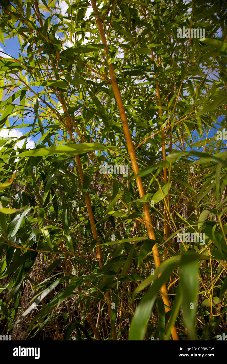 Bambus Phyllostachys Bissetii Gräser im Garten Grenze Stockfotografie