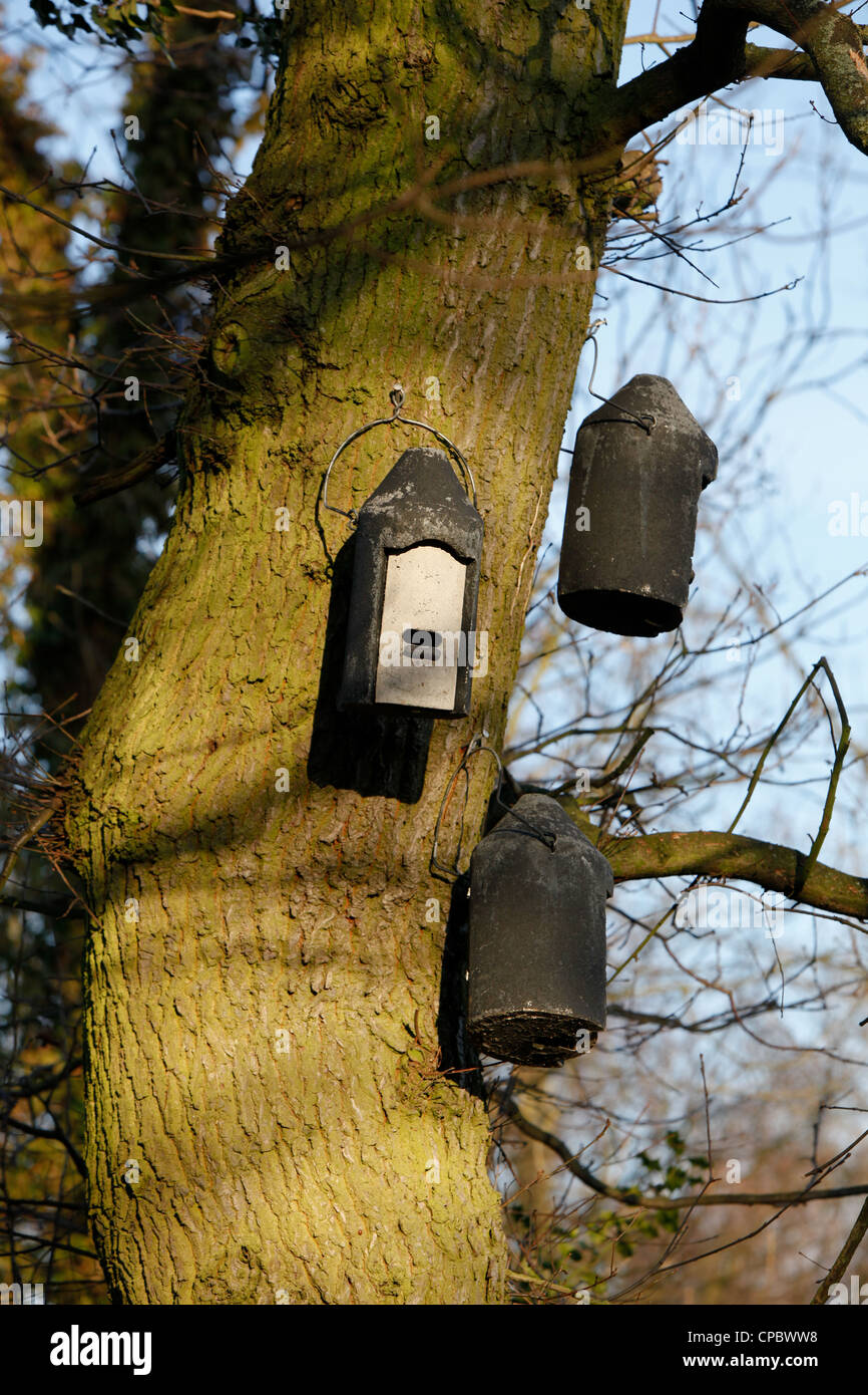 Fledermauskästen hängen an einem Baum, Fledermäuse zum Schlafplatz zu fördern. 2012 ist das UN Jahr der Fledermaus. Stockfoto