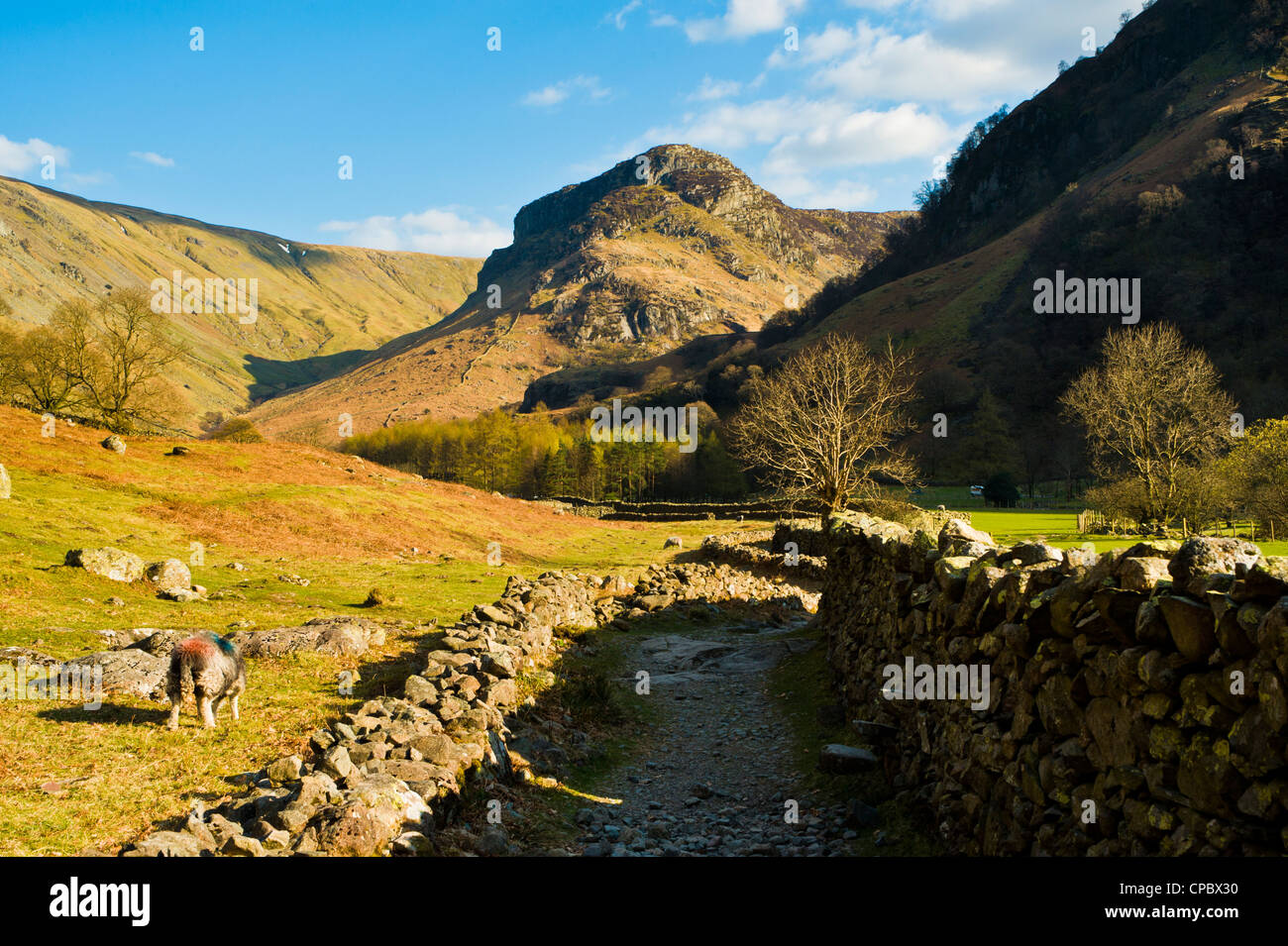 Stonethwaite Tal ein Zweig des Borrowdale Lake District, mit Blick auf Eagle Crag Stockfoto