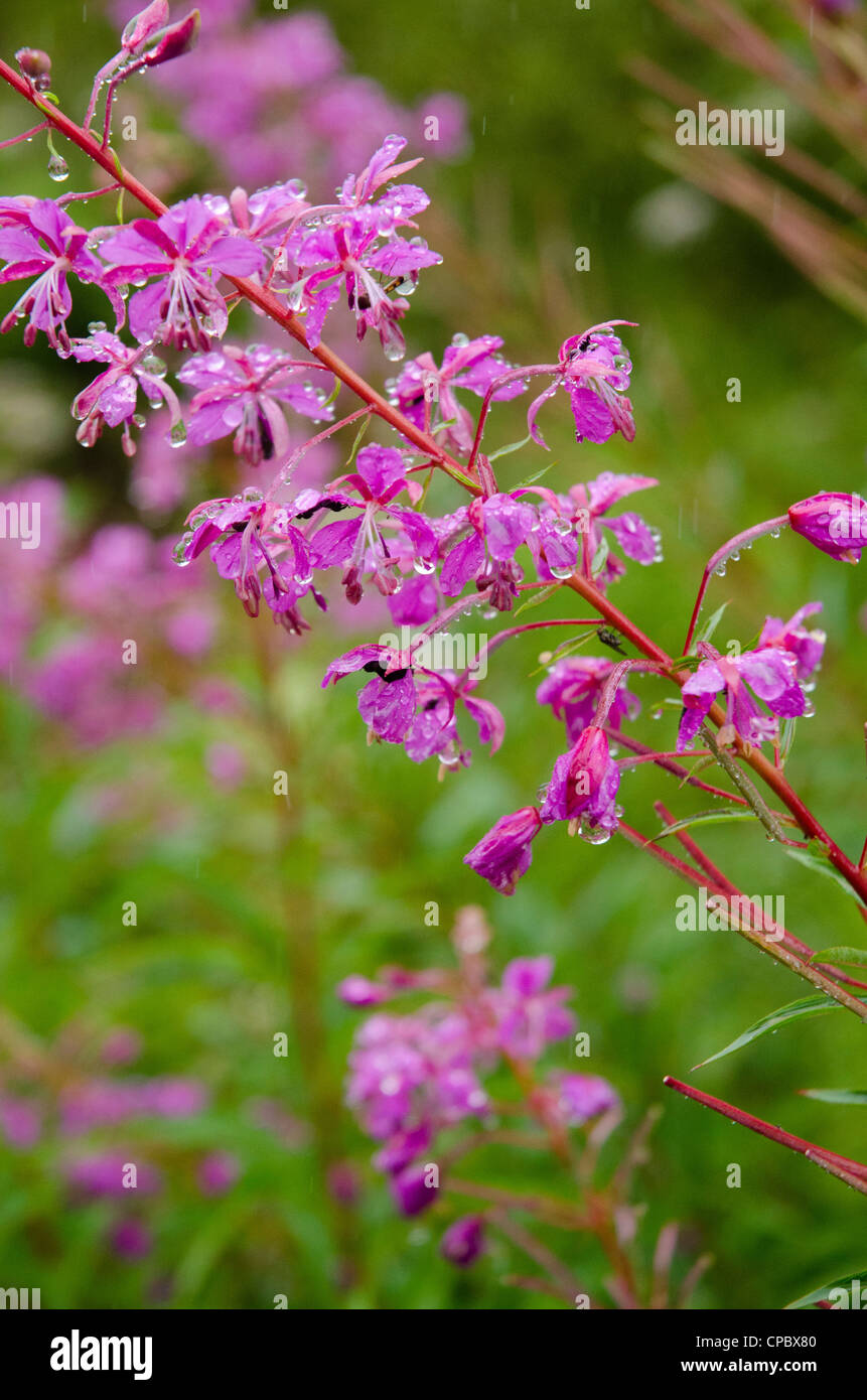 Regentropfen auf Rosebay Weidenröschen Lake District Epilobium Angustifolium Weidenröschen Stockfoto