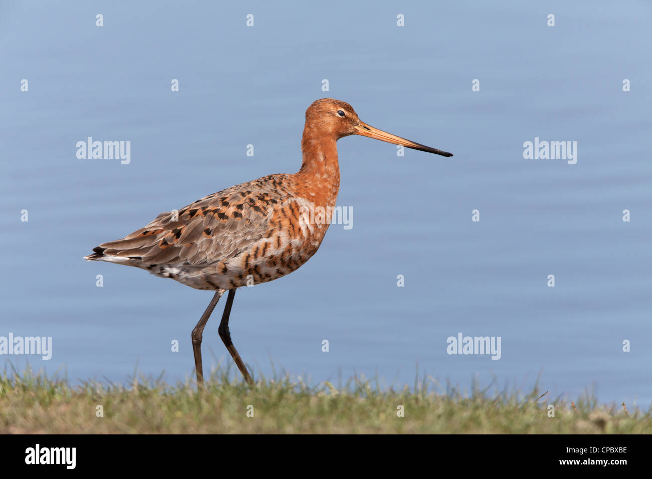 Schwarz-angebundene Uferschnepfe Limos Limosa Erwachsener in der Zucht Gefieder Stockfoto