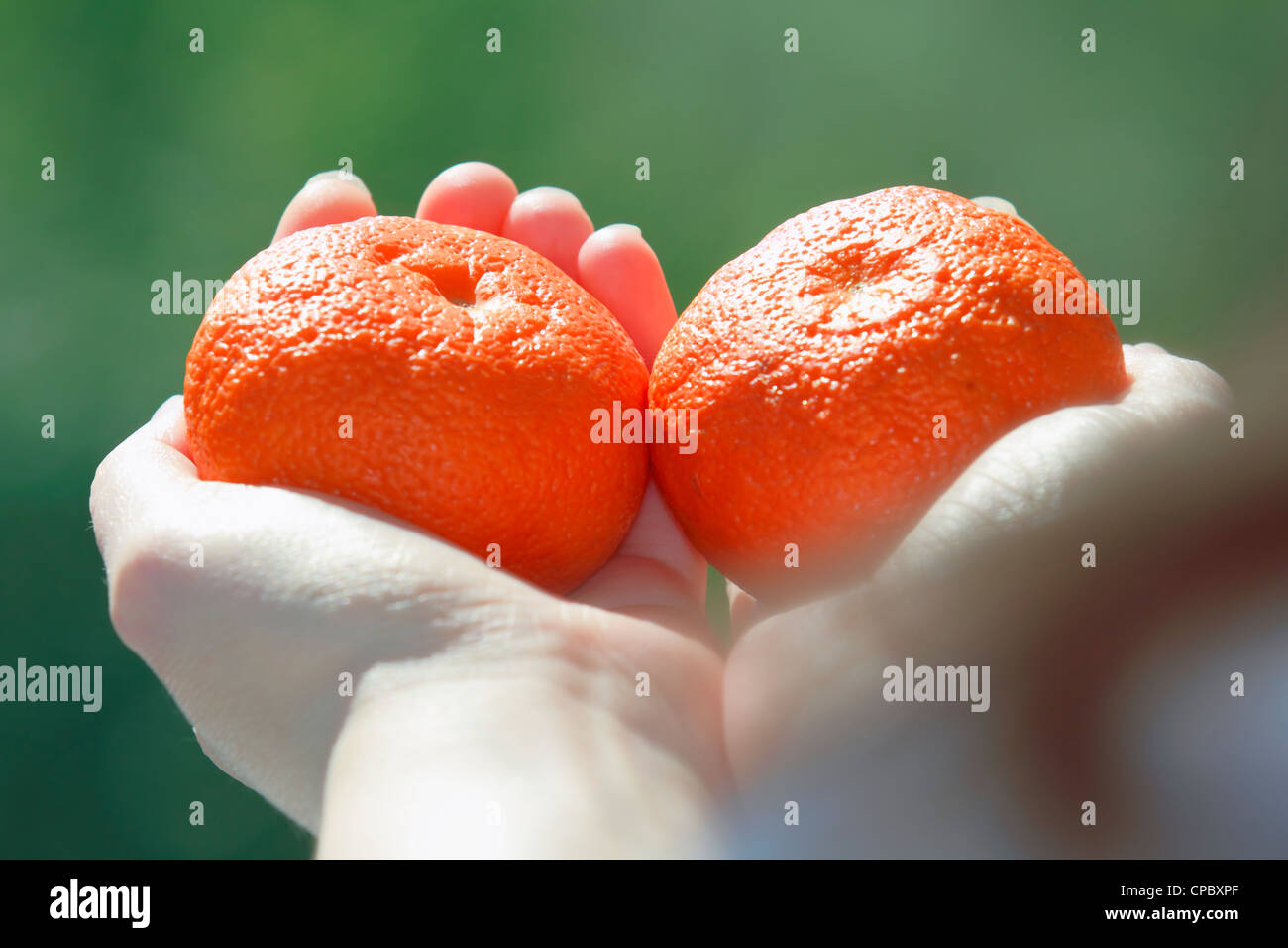 die Hände eines Mädchens auf einem schönen Hintergrund mit zwei Mandarinen, Essen, lecker Stockfoto