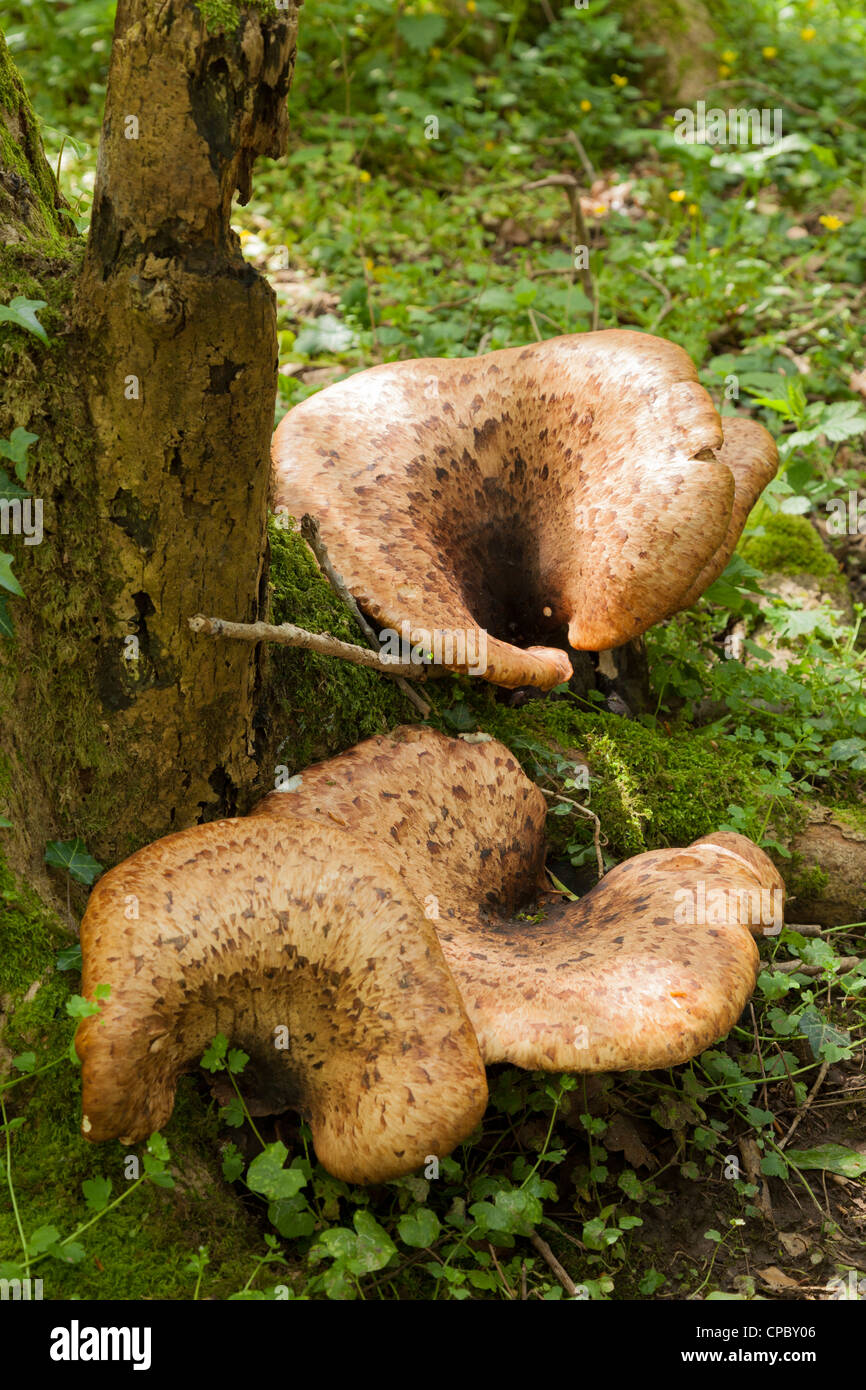 Polyporus Sqamosus Pilze auf toten Baumstamm im Wald Stockfoto