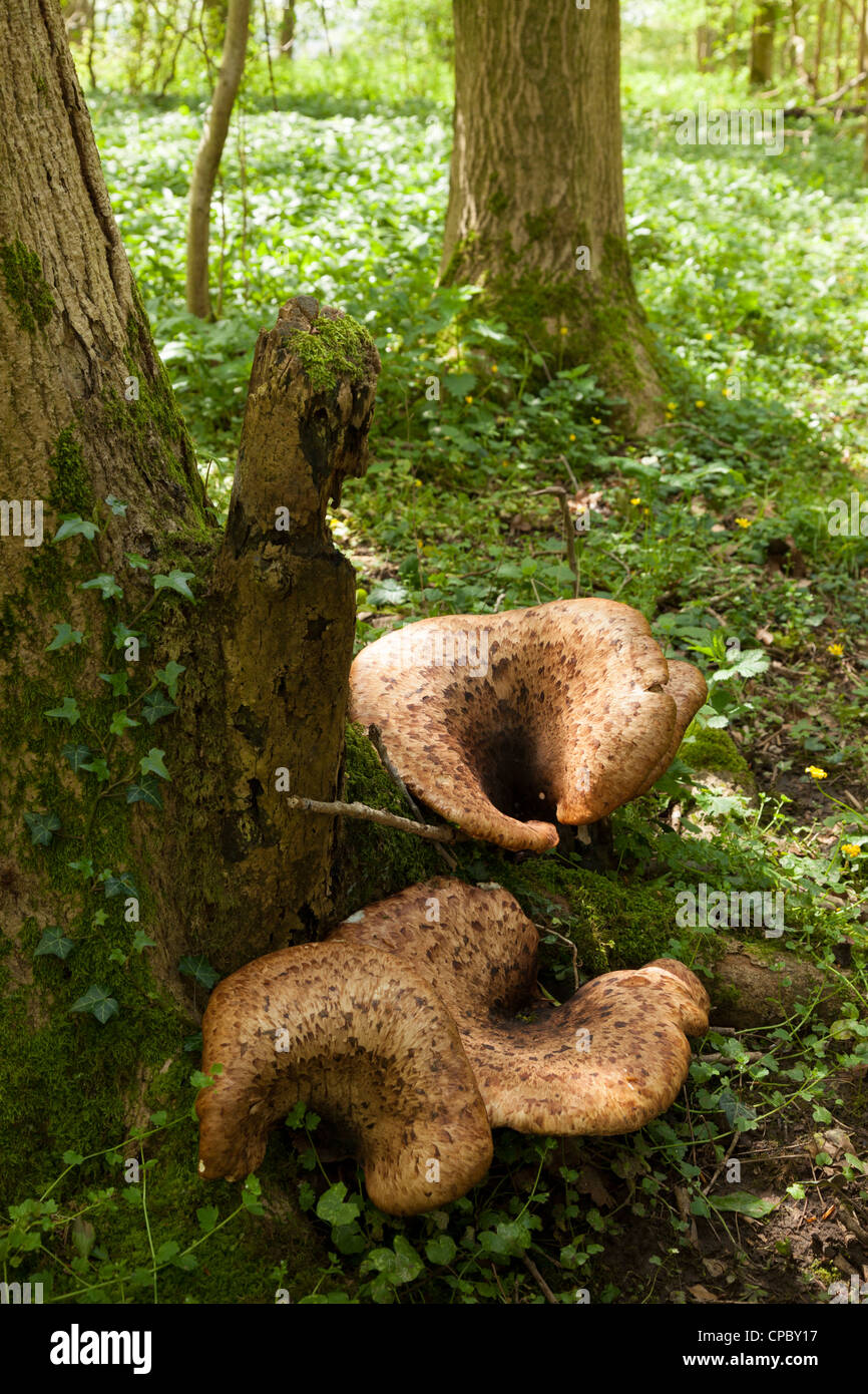 Polyporus Sqamosus Pilze auf toten Baumstamm im Wald Stockfoto