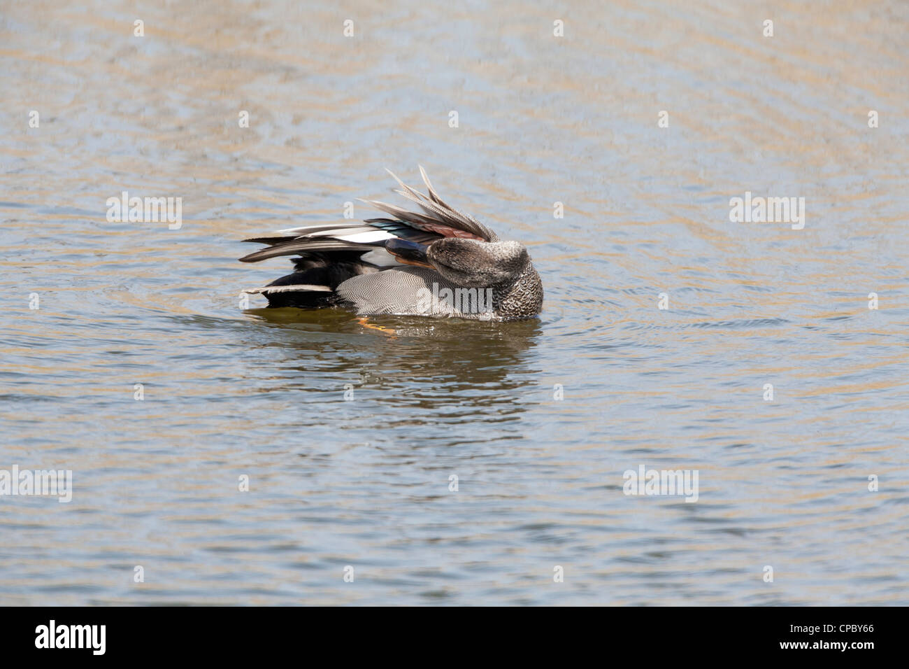 Gadwall Anas Strepera Männchen putzen Stockfoto