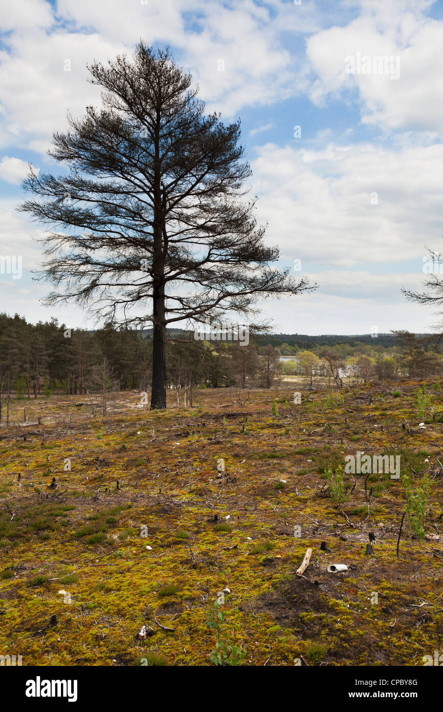 Boden für Pflanzen nachwachsen an Stelle der Waldbrand am Frensham Teiche in Surrey Stockfoto