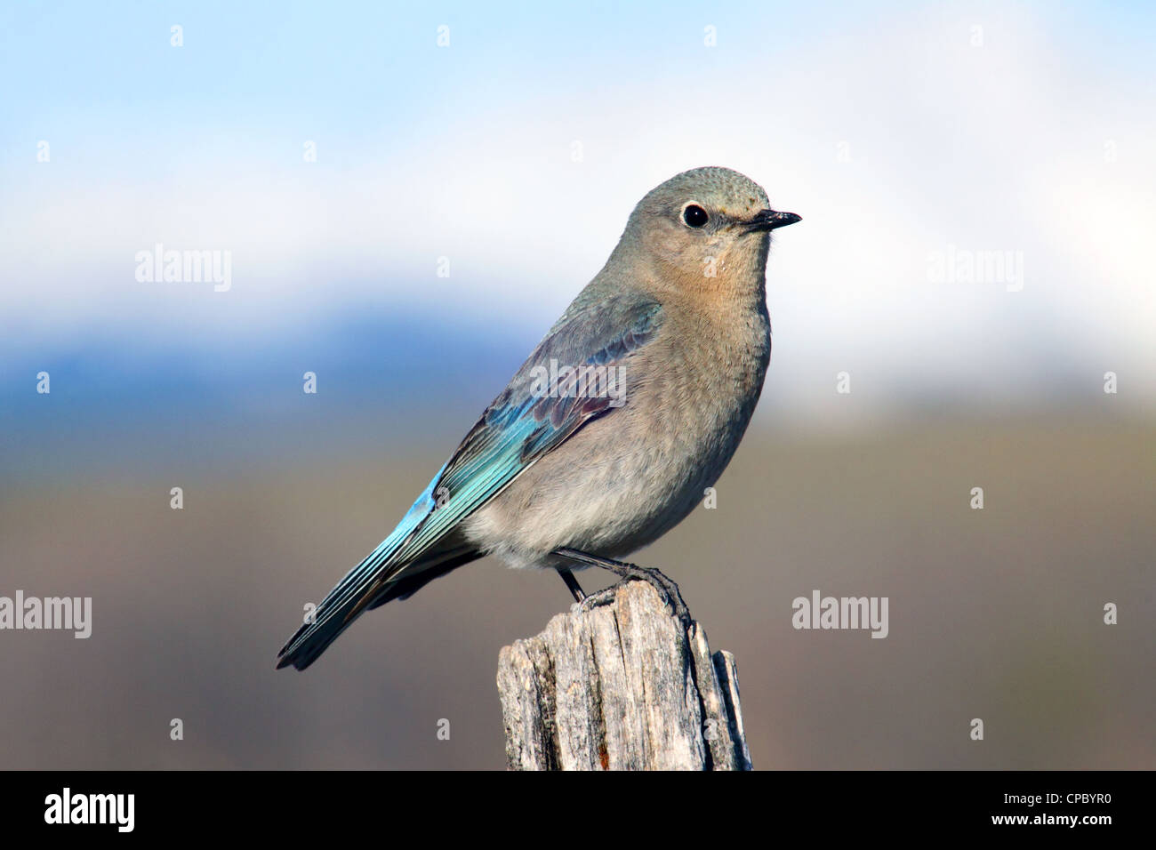 Birds of North America; Bluebird Mountain, Sialia Currucoides; Weiblich; Vogelkundler, Vogelbeobachtung Stockfoto