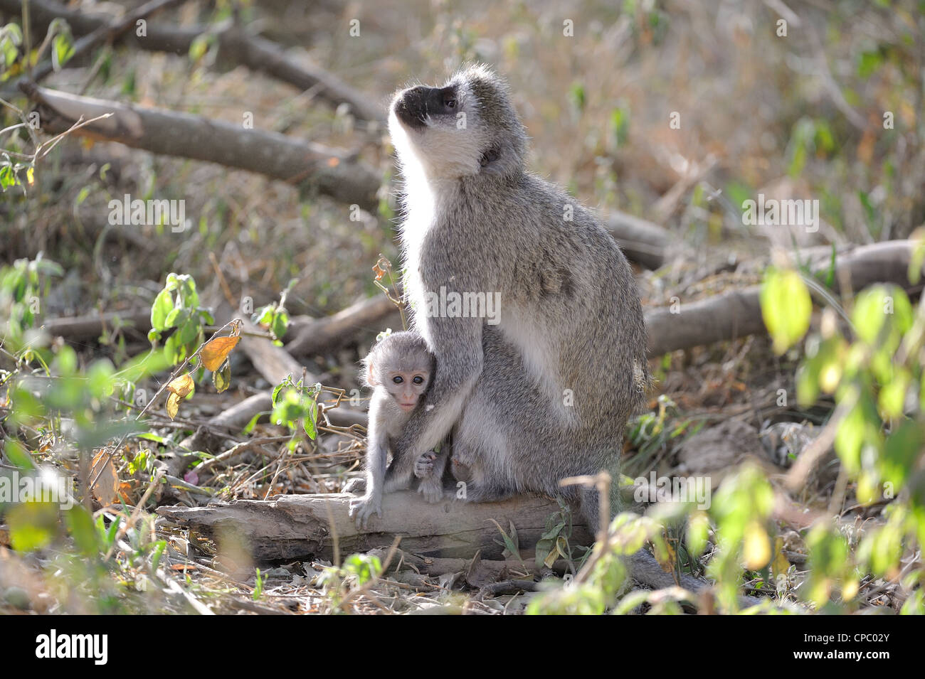 Vervet Affen - Grivet Monkey - Green Monkey - Savanne Affe (Chlorocebus Pygerythrus) Mutter & ihre jungen Ar Nakuru NP Stockfoto