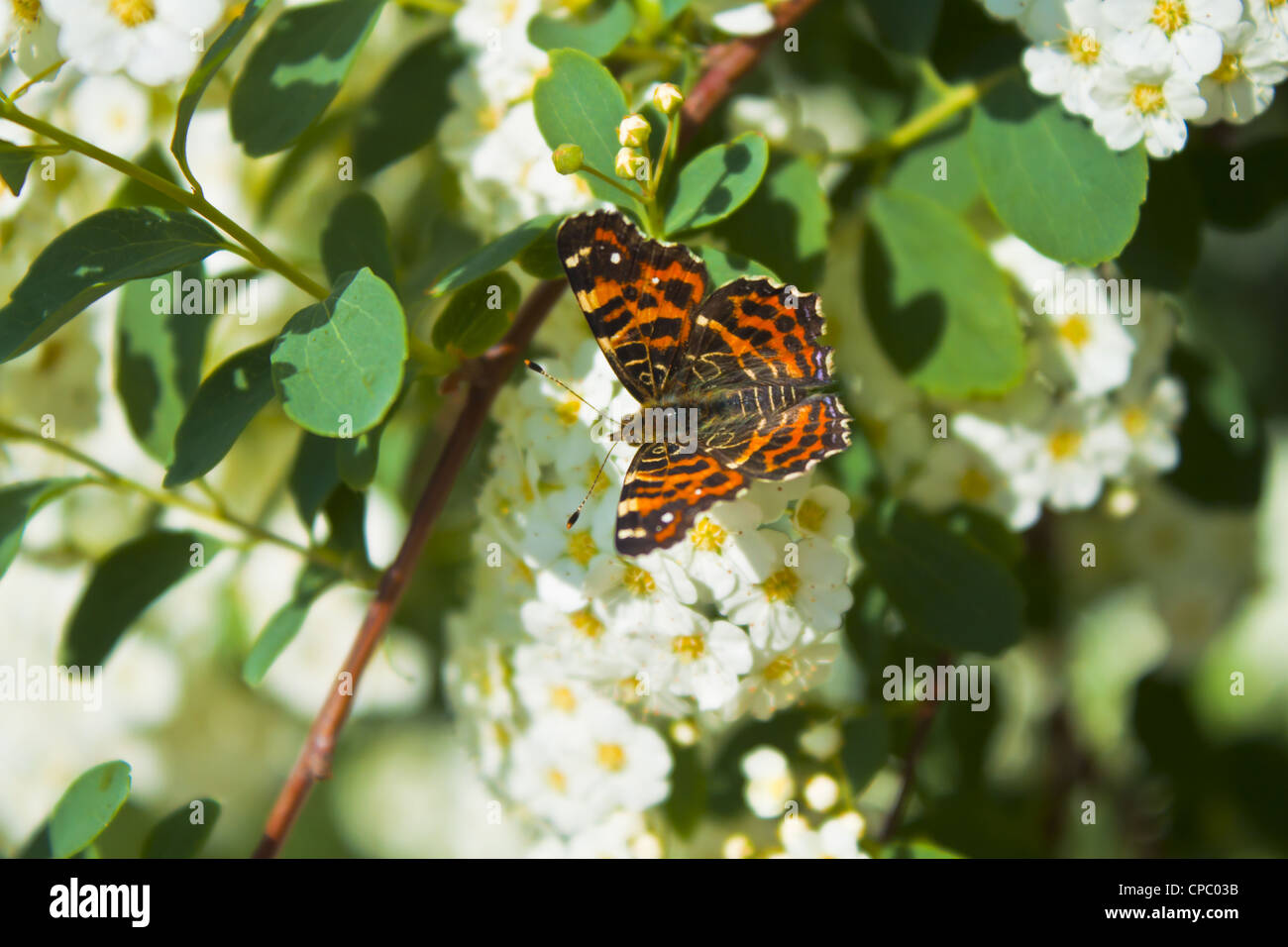 Foto eines Schmetterlings auf weißen Blüten Stockfoto
