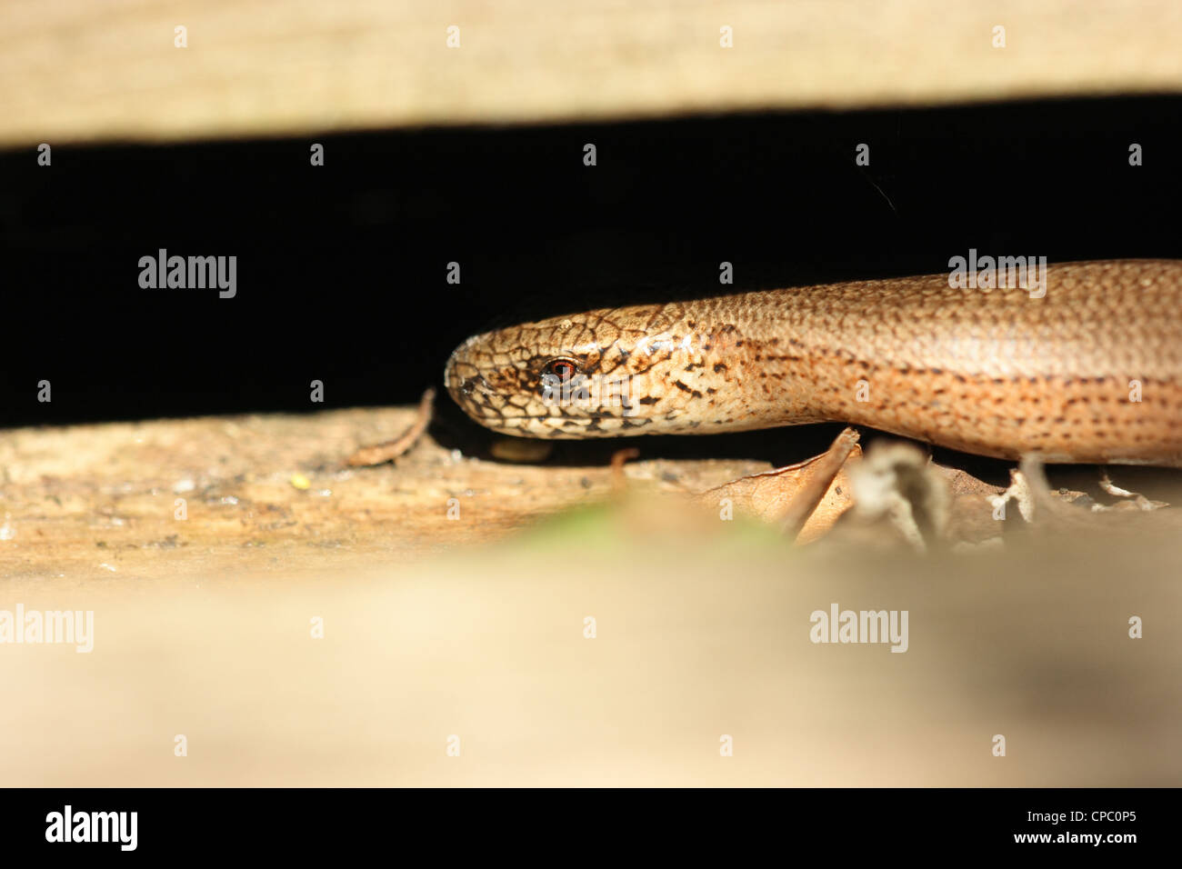 Blindschleiche Aufwärmen Stockfoto