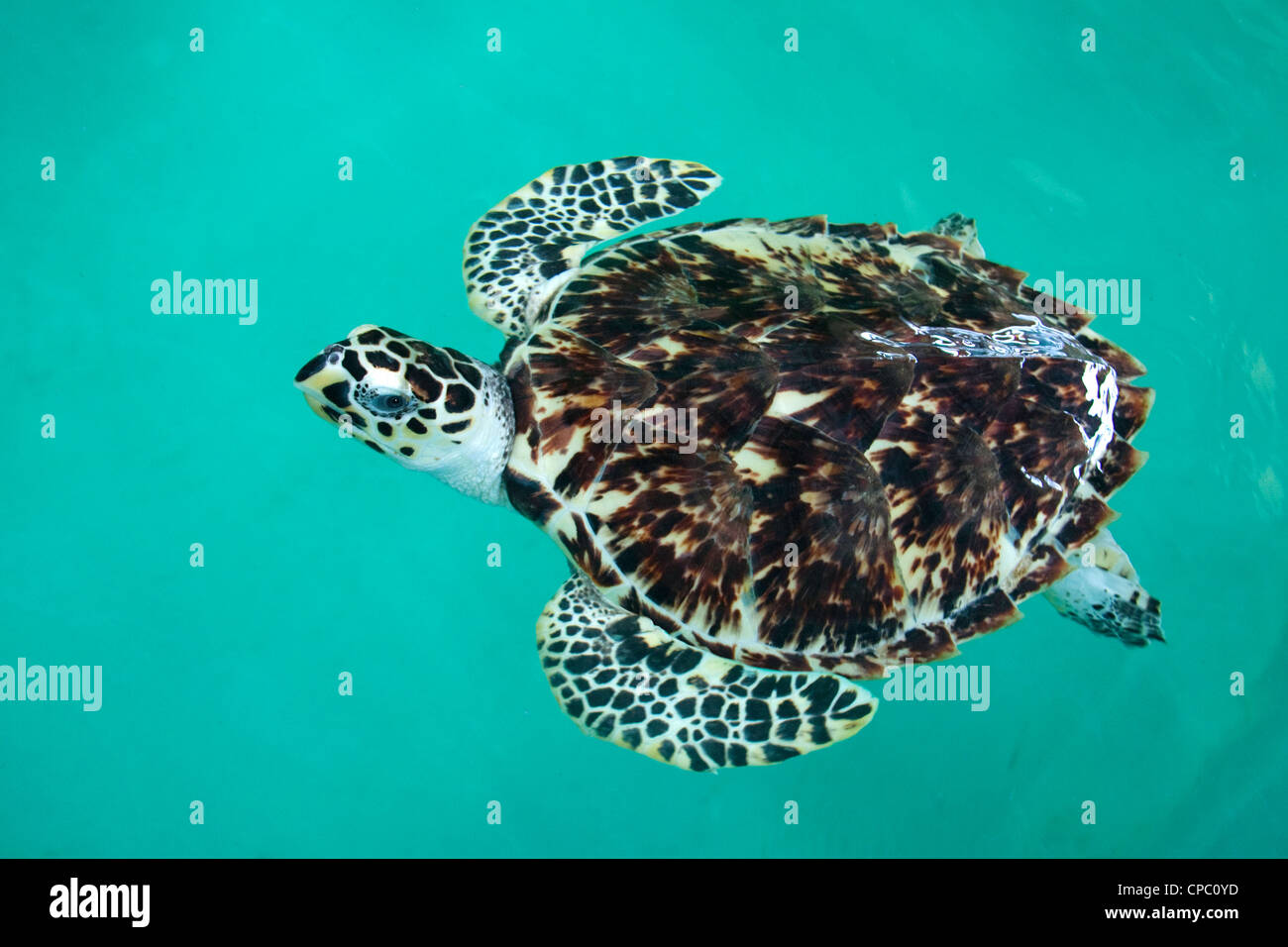 Echte Karettschildkröte Sea Turtle-Eretmochelys Imbricata Padre Island, Texas, Vereinigten Staaten 4 April Erwachsenen Cheloniidae gefangen Stockfoto