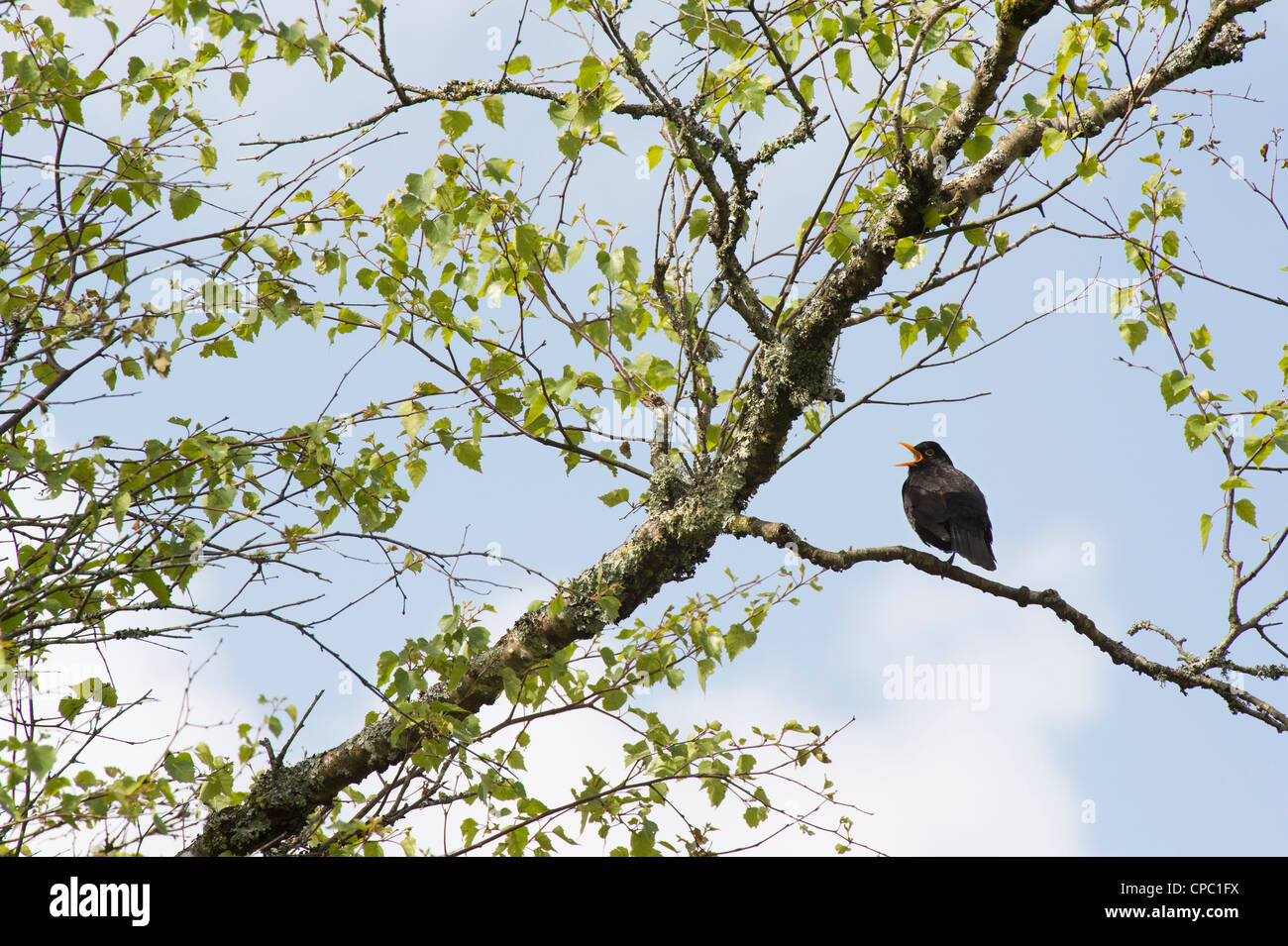 Turdus merula. Blackbird Singen in einem silbernen Birke. Großbritannien Stockfoto