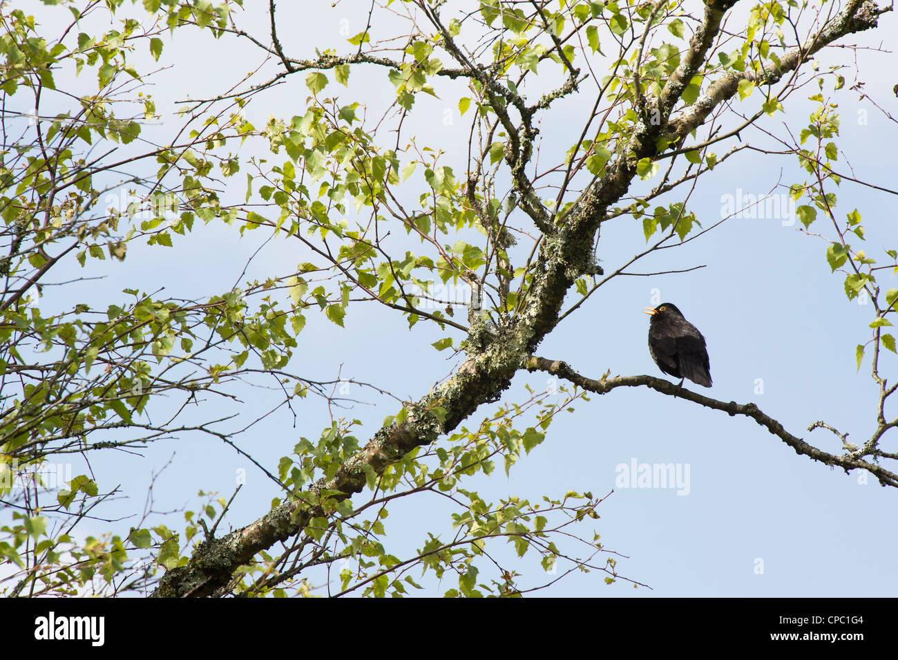 Turdus merula. Blackbird Singen in einem silbernen Birke. Großbritannien Stockfoto