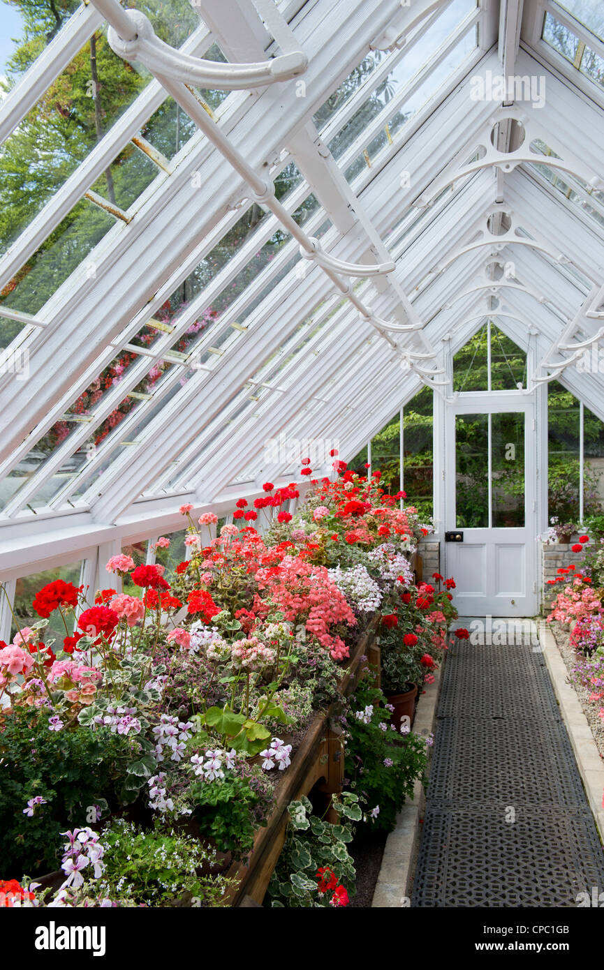 Geranien Gewächshaus an Lost Gardens of Heligan, Cornwall. England Stockfoto