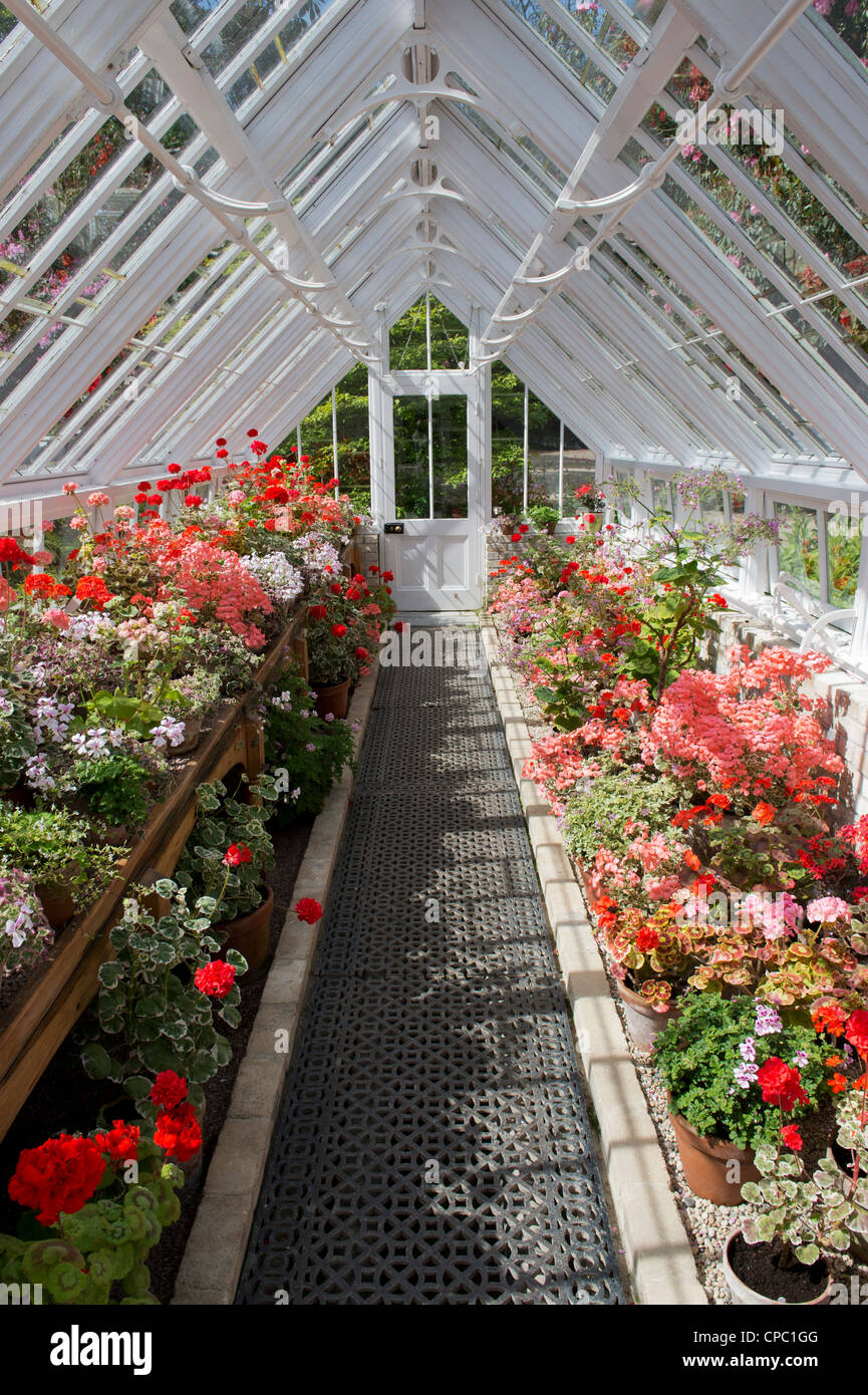 Geranien Gewächshaus an Lost Gardens of Heligan, Cornwall. England Stockfoto