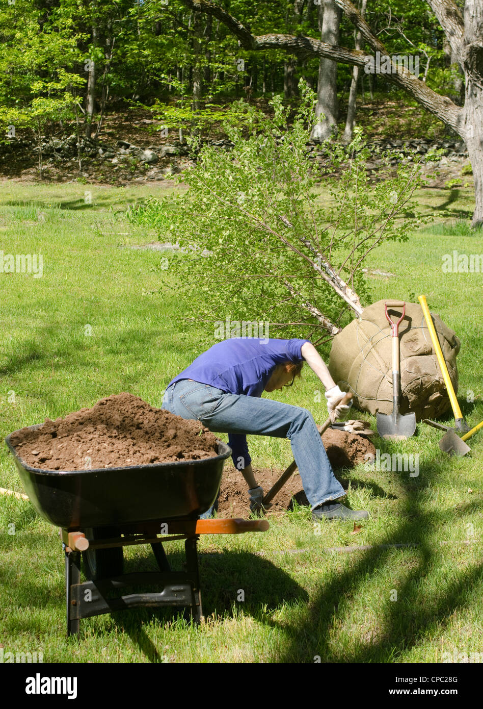 Frau Graben Loch, große Birkenbaum zu Pflanzen Stockfoto