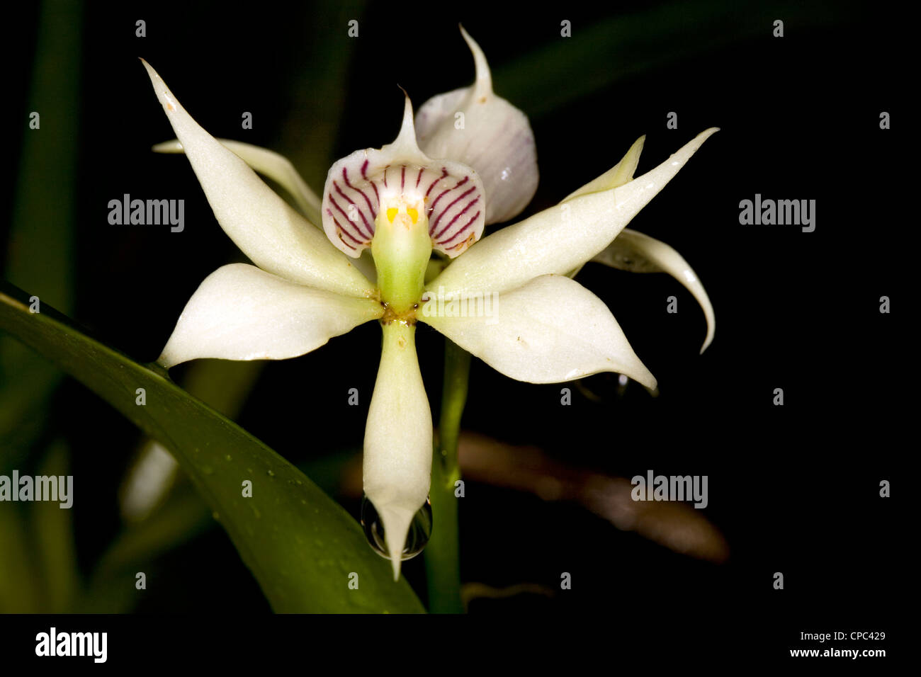 Duftende Orchidee (Epidendrum Fragrans) Stockfoto