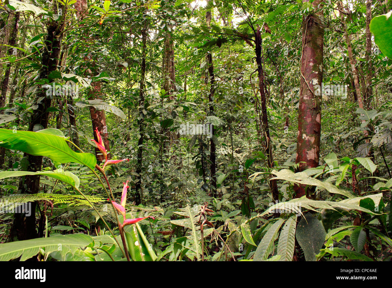 Innenraum des tropischen Regenwaldes mit einer Heliconia-Pflanze in Blüte Stockfoto