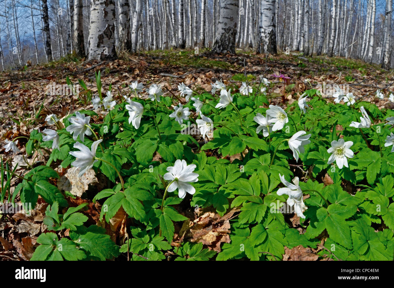 Wilde Alpine Blumen Anemone Altaica. Region Altai Russland Sibirien Stockfoto