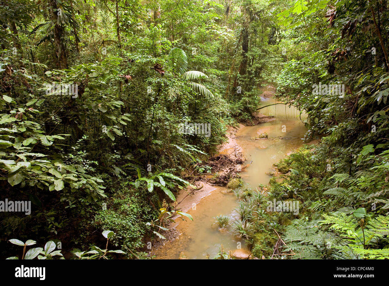 Bach durch tropischen Regenwald in Ecuador Stockfoto