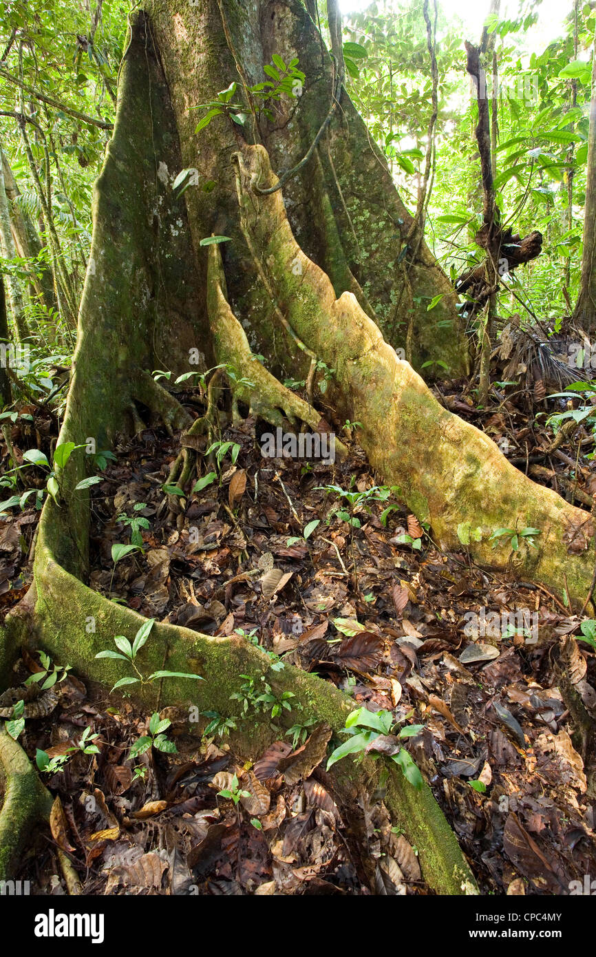 Regenwald-Baum mit Strebepfeiler Wurzeln im ecuadorianischen Amazonasgebiet Stockfoto