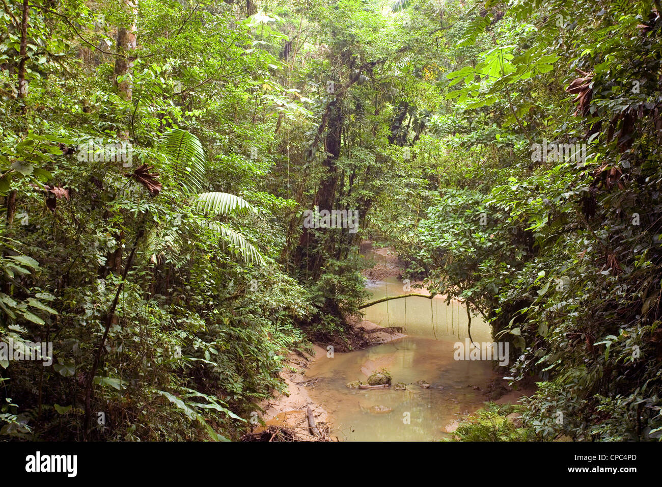 Bach durch tropischen Regenwald in Ecuador Stockfoto