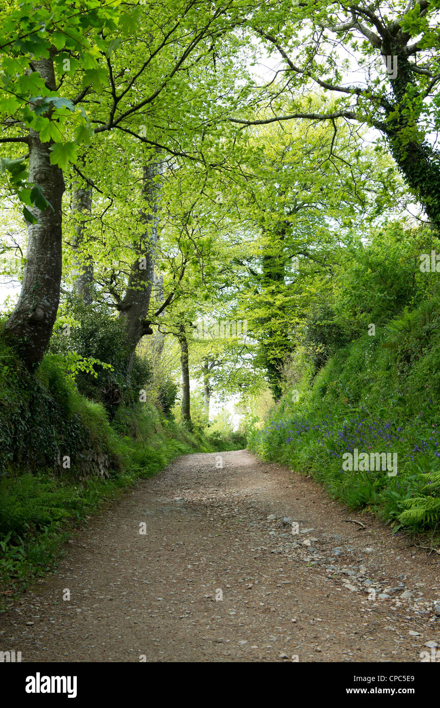Grüne Gasse, Lost Gardens of Heligan, Cornwall, England Stockfoto