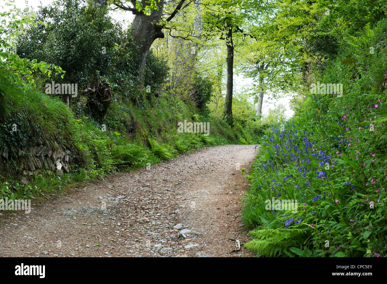 Grüne Gasse, Lost Gardens of Heligan, Cornwall, England Stockfoto