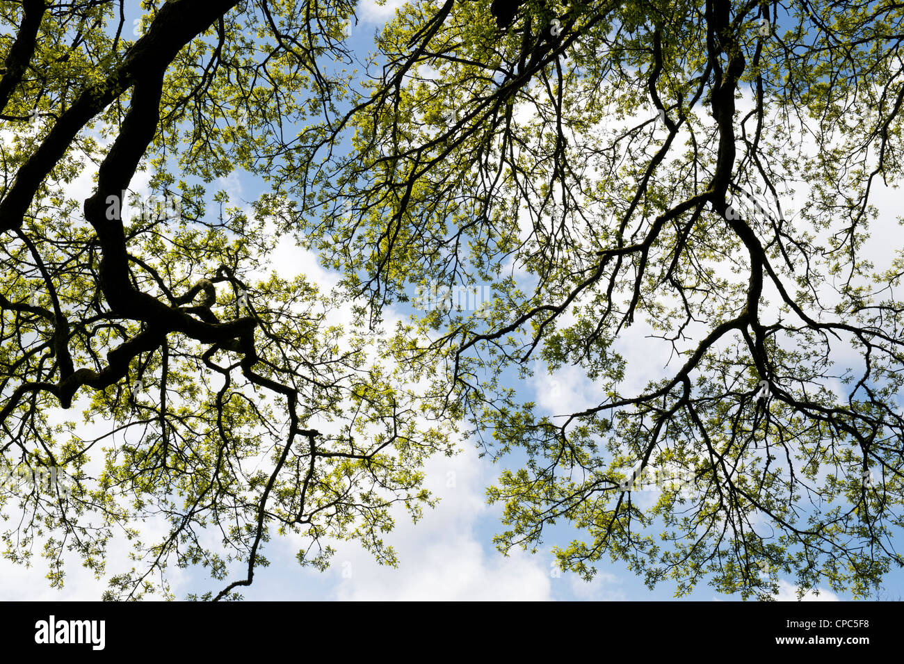 Quercus. Eichen im englischen Landhausstil Stockfoto