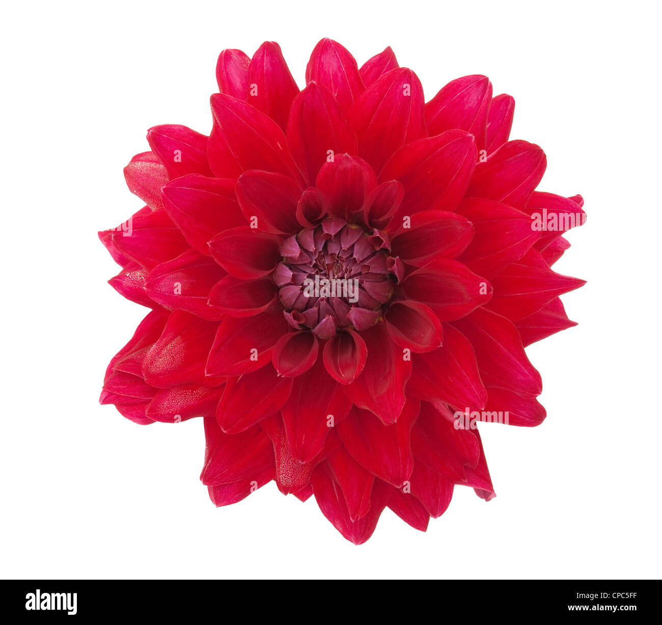 rote Gerbera isoliert auf weißem Hintergrund Stockfoto