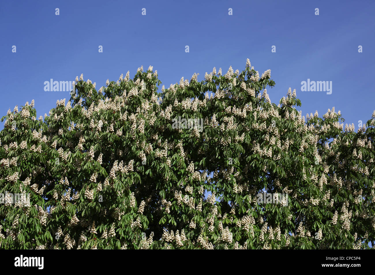 Kastanie Baum in Blüte - Castanea Sativa - Saint-Maurice d'Ardeche - Ardèche - Frankreich Stockfoto