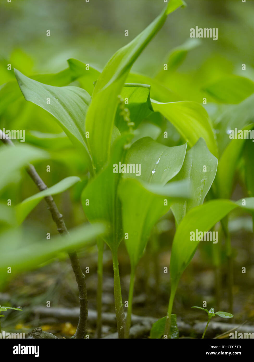 Maiglöckchen, Convallariaarten majalis Stockfoto