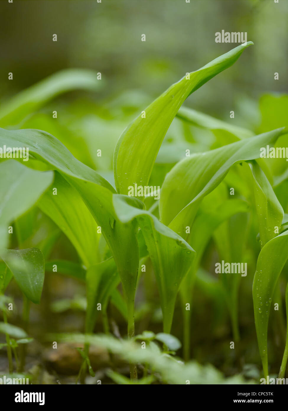 Maiglöckchen, Convallariaarten majalis Stockfoto