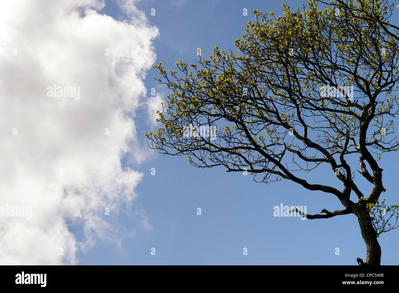 Quercus. Eiche vor einem blauen bewölkten Himmel im englischen Landhausstil Stockfoto