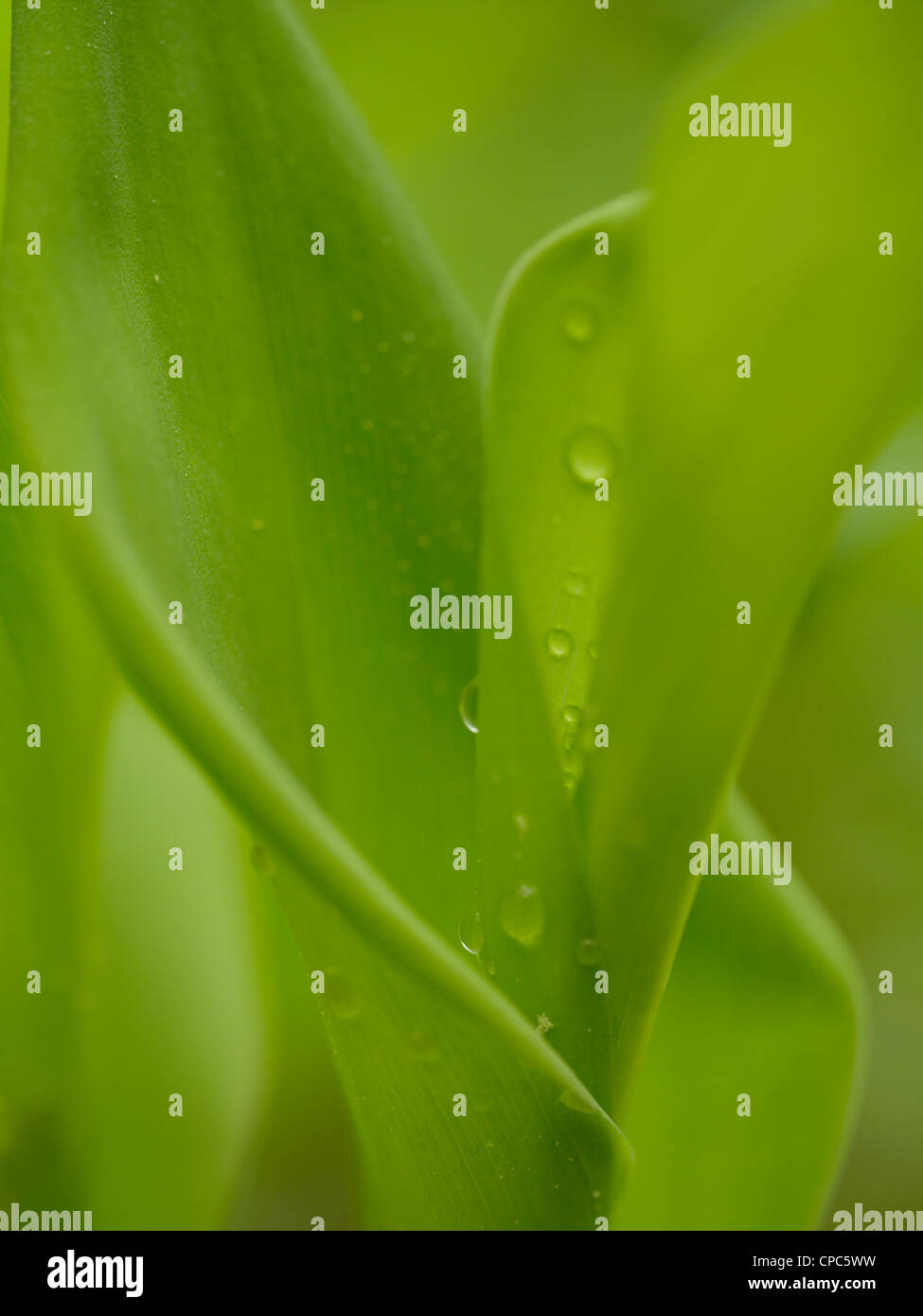 Maiglöckchen, Convallariaarten majalis Stockfoto