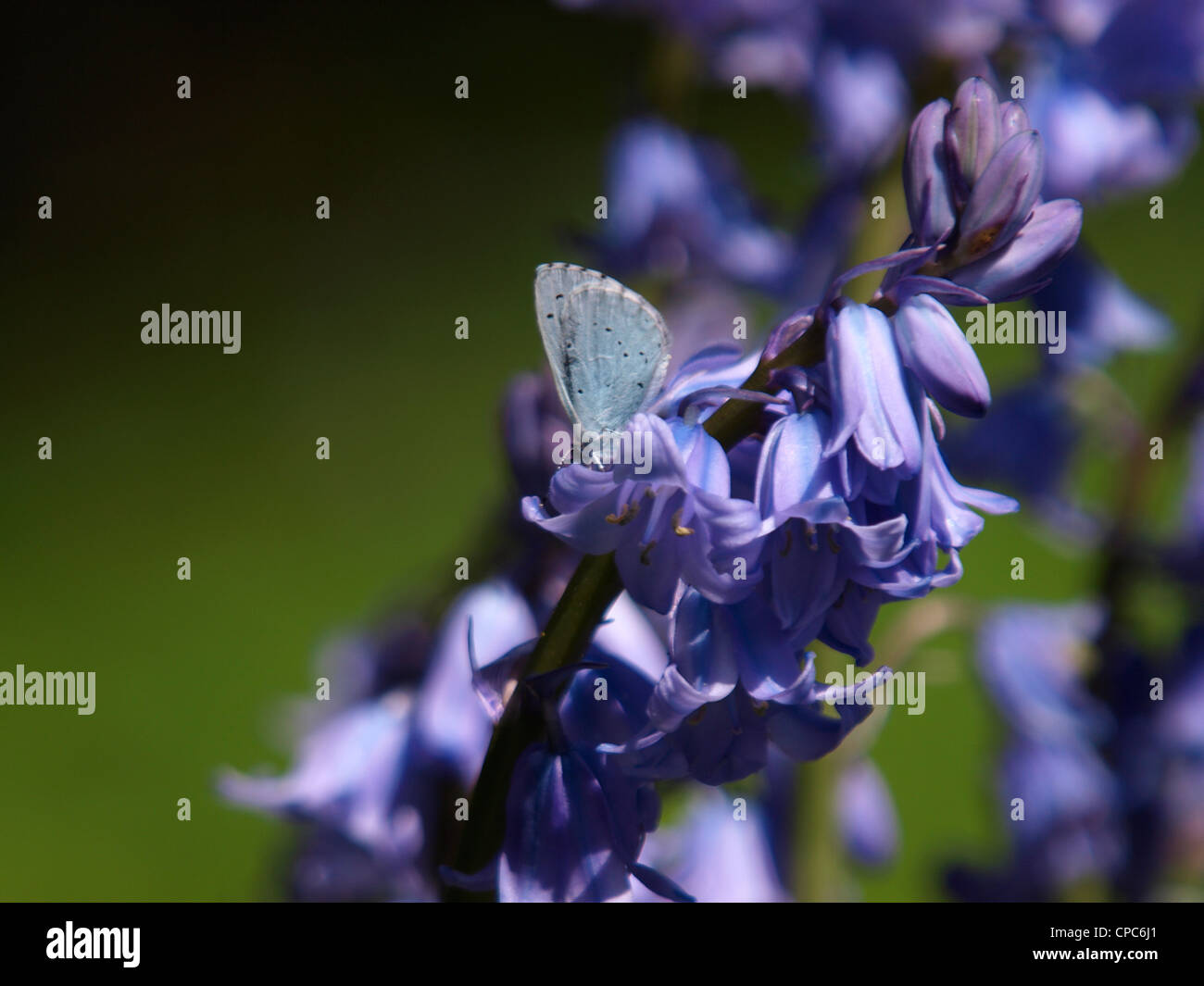 Holly Blue Butterfly, Celastrina Argiolus auf einer Glockenblume Blüte, UK Stockfoto