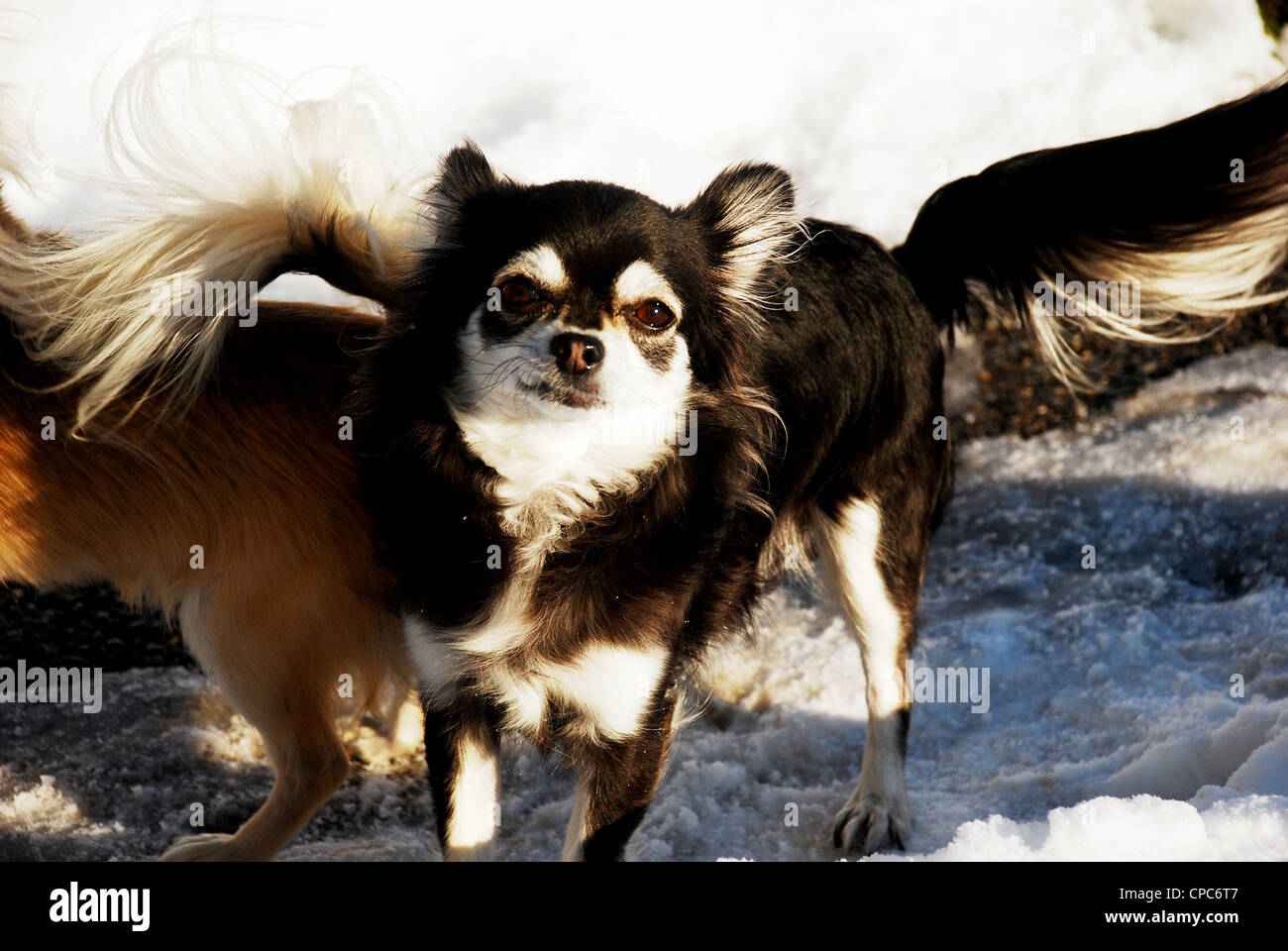 Der Hirsch Kopf Chihuahua im Winterschnee Stockfoto