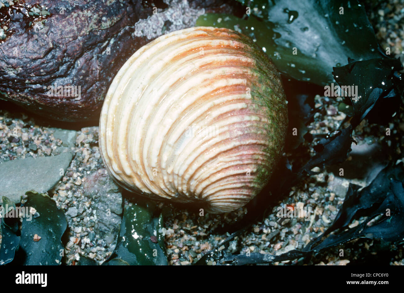 Bivalve mollusc (Circomphalus / Venus casina: Veneridae) exposed alive on sand at very low tide, UK Stockfoto