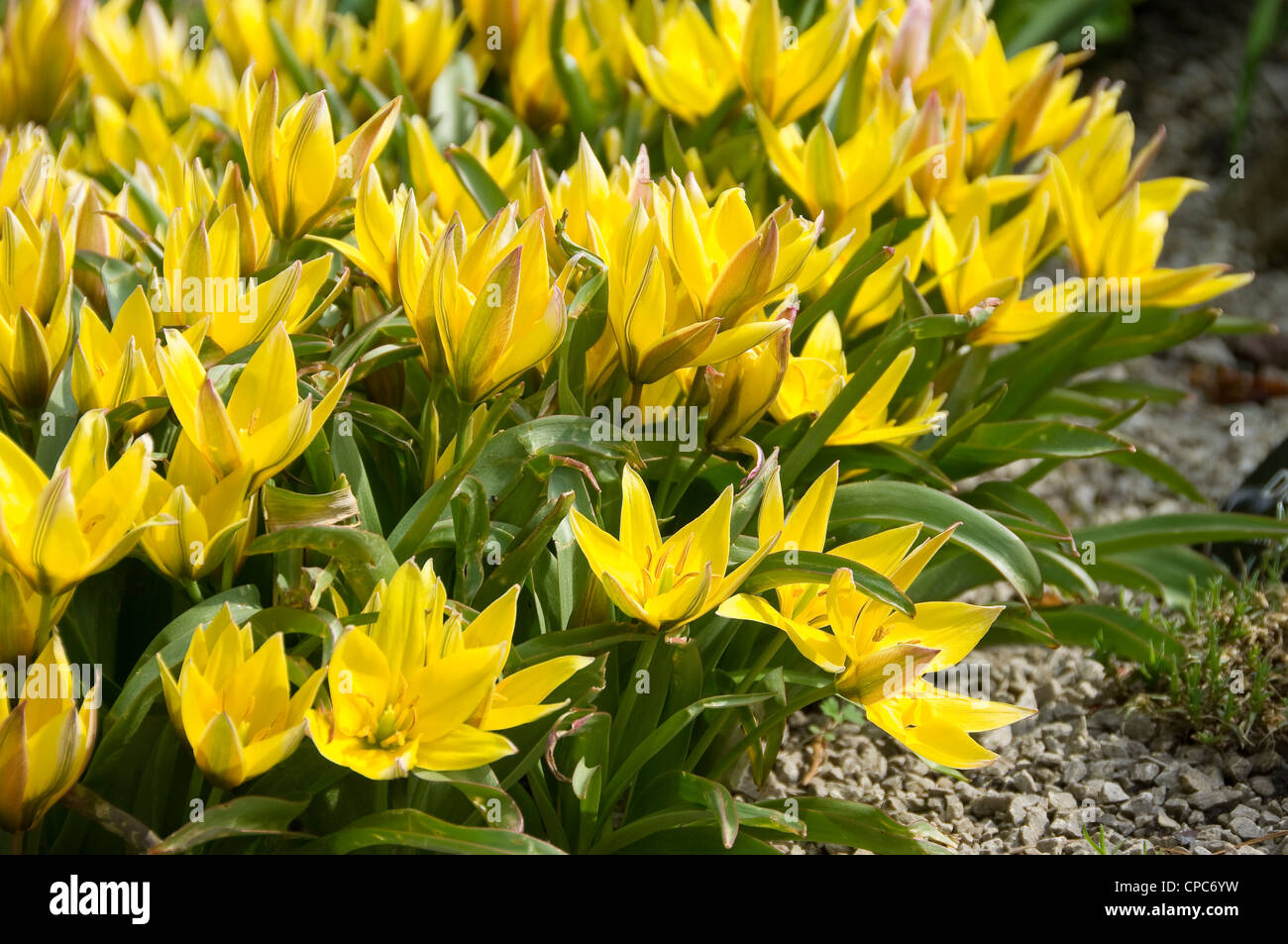 Nahaufnahme der Zwerggelb Tulpen kleine Tulpe blühende Blume Blumen im Frühling Garten England Vereinigtes Königreich GB Great Großbritannien Stockfoto