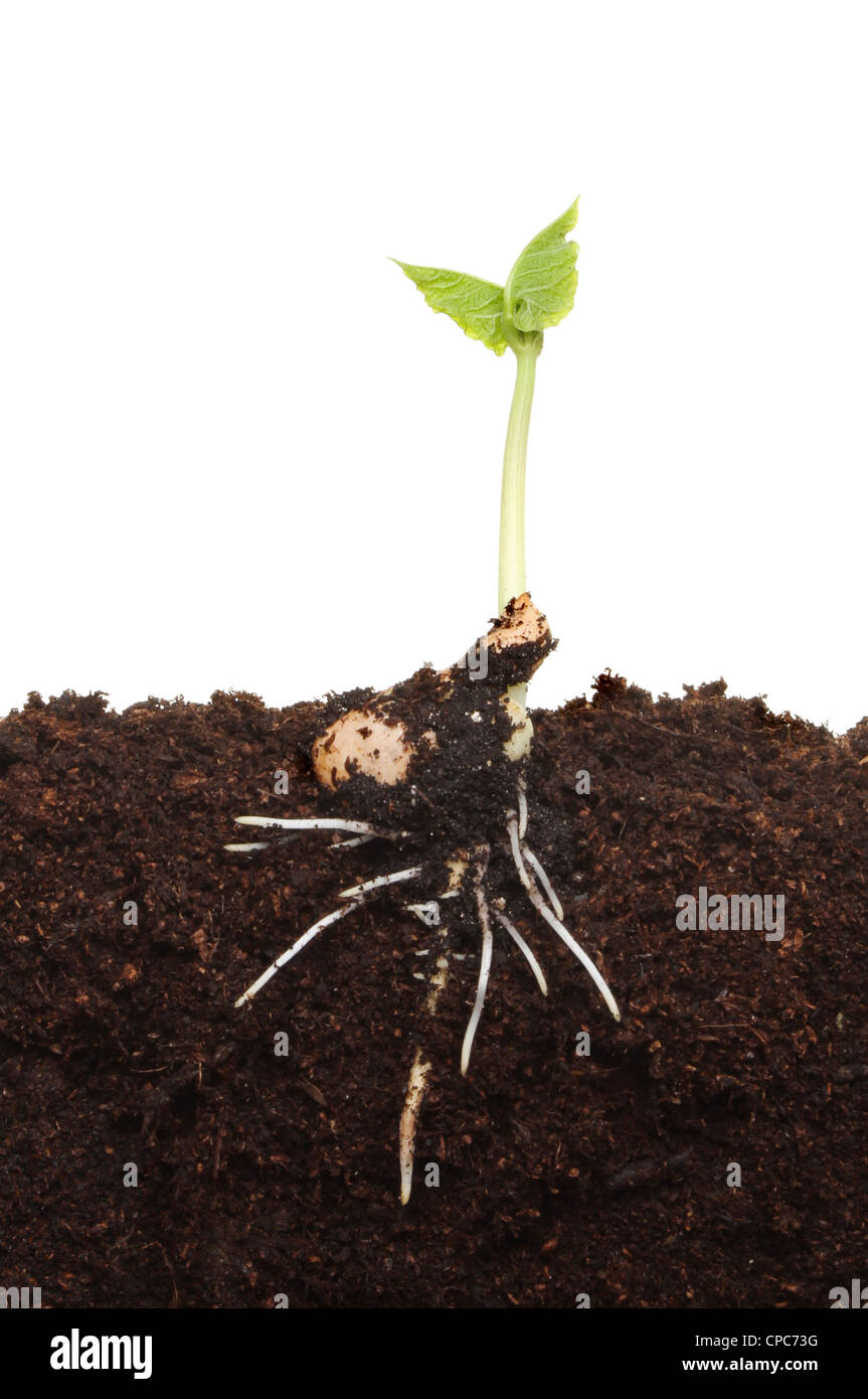 Frisch gekeimt Pflanze Setzling im Boden zeigt die entwickelnden Wurzelstruktur und neue Laub Stockfoto