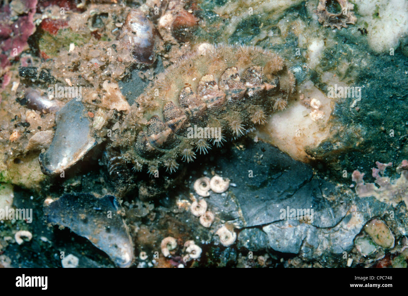 Gekielt Chiton und Mantel von Mail Schale (Acanthochitona Crinitus: Acanthochitonidae) krabbeln über einen Stein in einen Rockpool UK Stockfoto