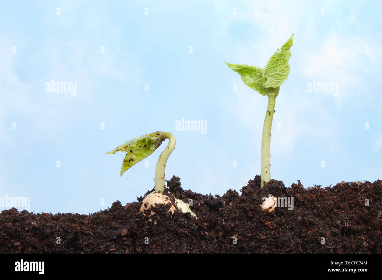 Nahaufnahme von zwei frisch gekeimten Bohnen Kletterpflanzen im Boden vor blauem Himmel Stockfoto